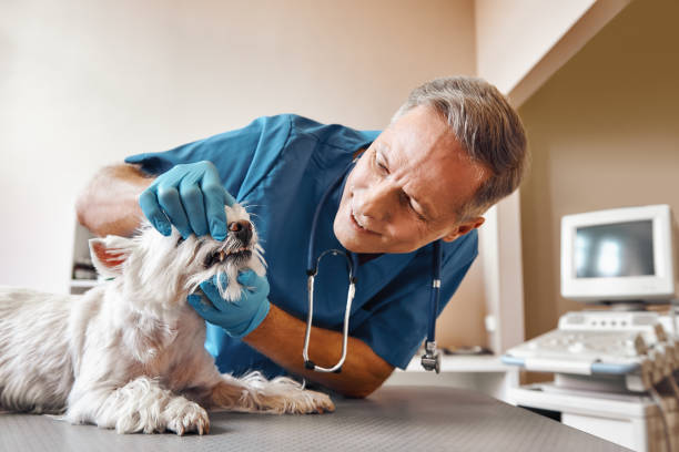Best Walk-In Emergency Dentist in Hendersonville, TN